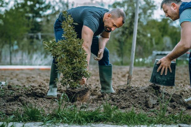 Best Affordable Tree Service  in St Helena, CA